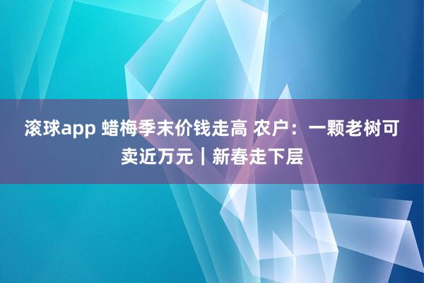滚球app 蜡梅季末价钱走高 农户：一颗老树可卖近万元｜新春走下层